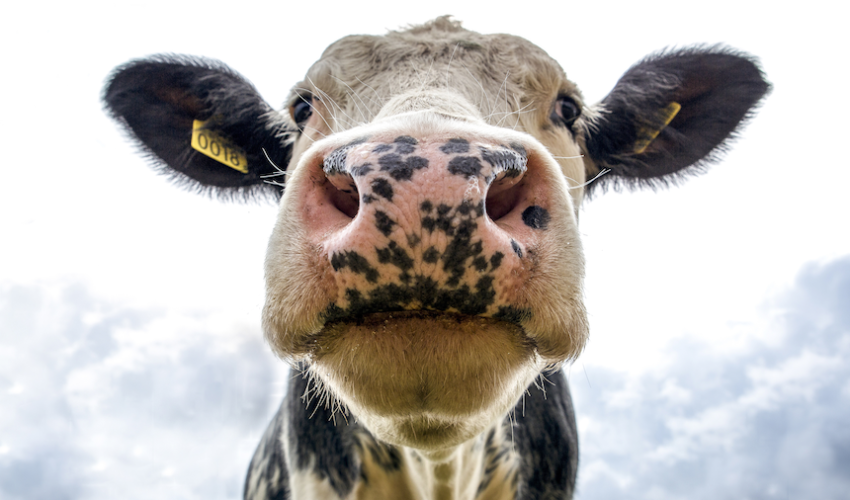 Cow