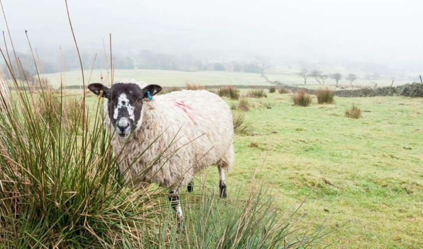 Farm pic for Shamubeel RH blog Jun